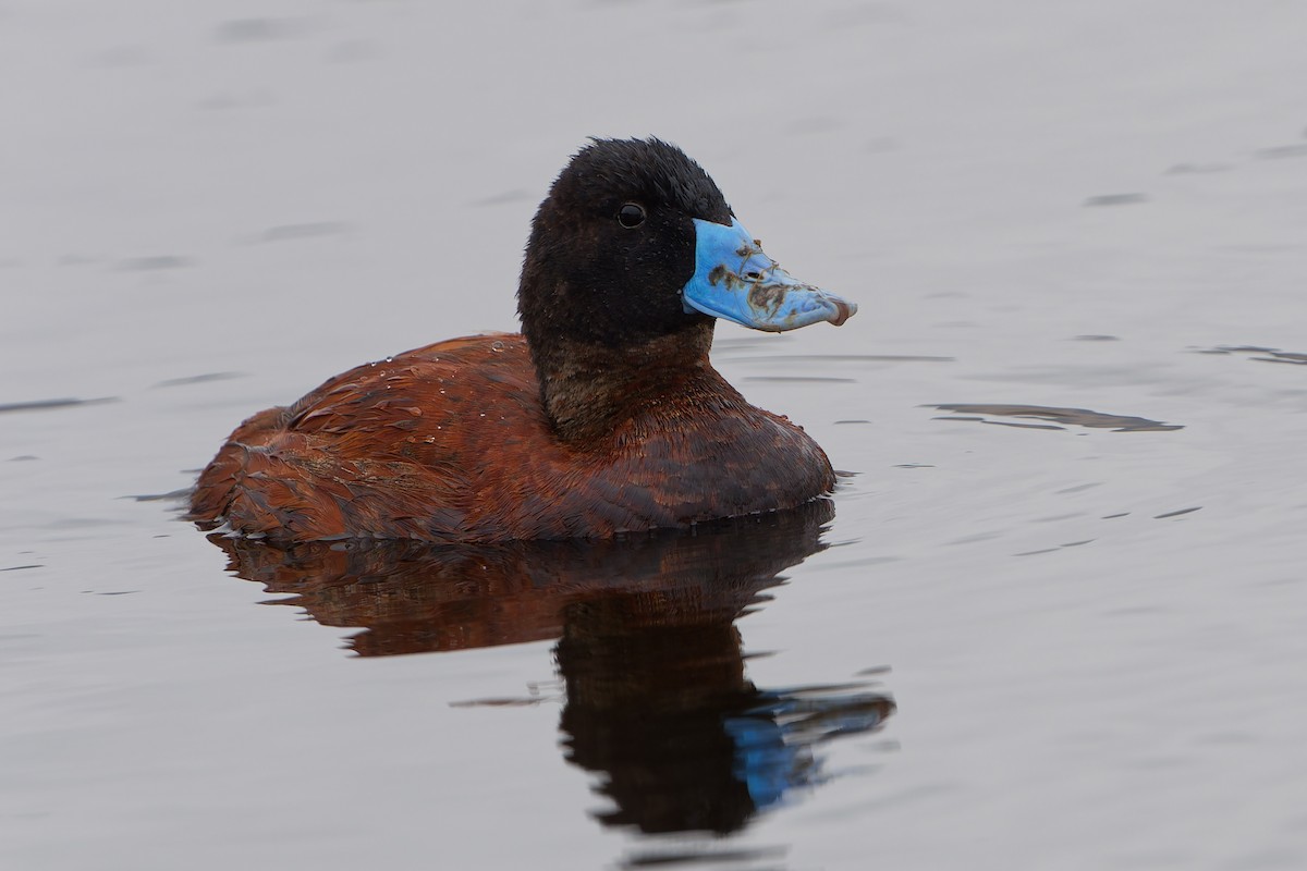 Andean Duck - ML638754290
