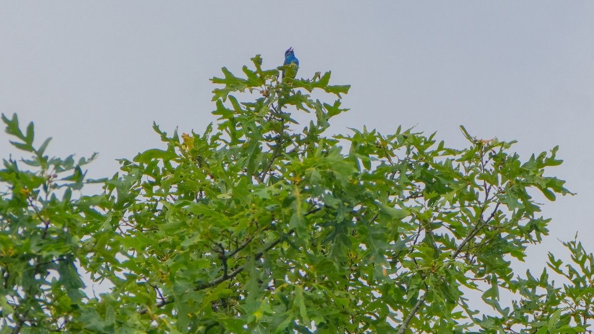Indigo Bunting - ML638754302