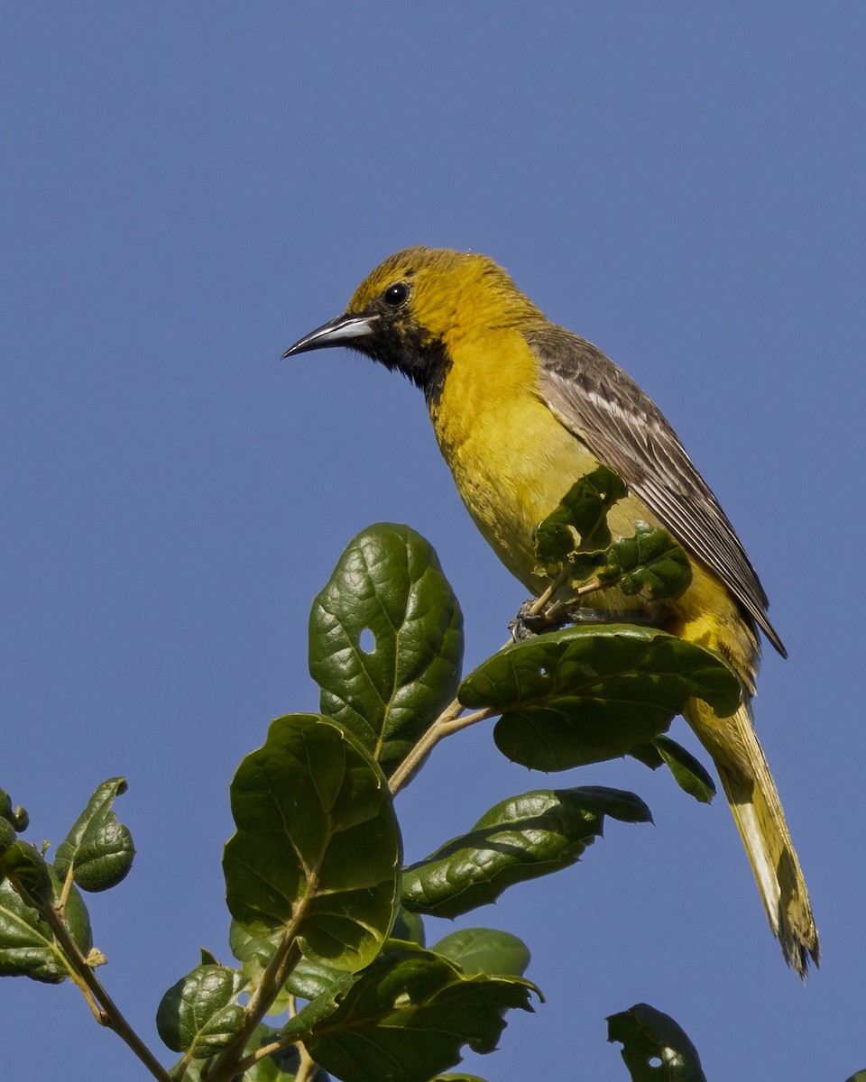 Hooded Oriole - ML638754332