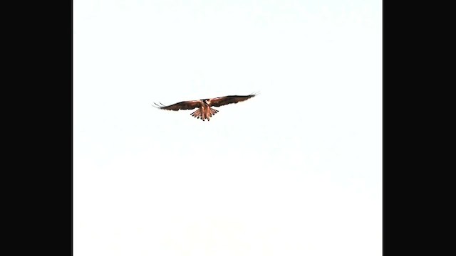 Osprey - ML638754378