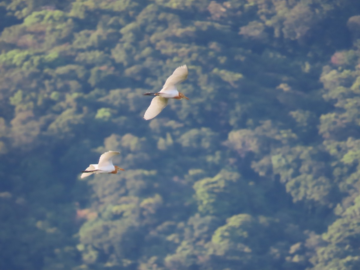 Eastern Cattle-Egret - ML638754381