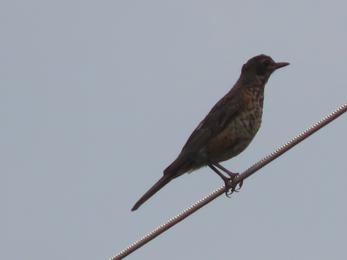 Zozo papargorria - ML638754383