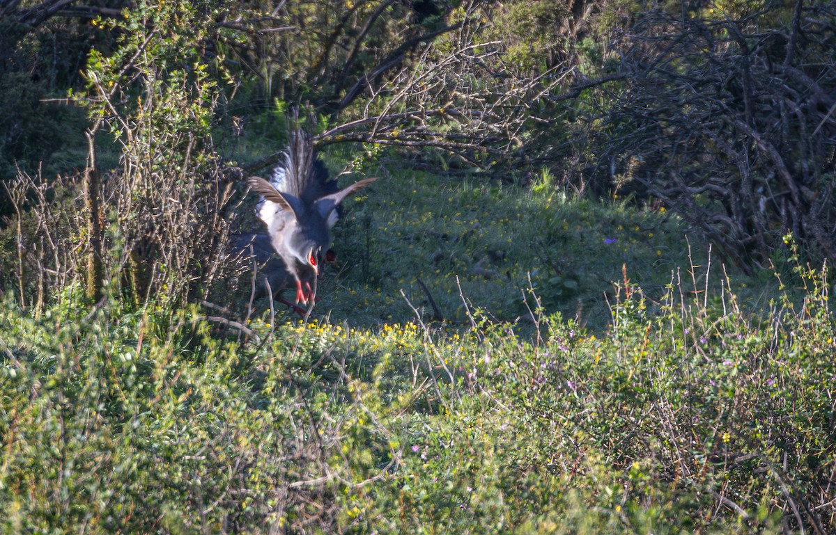 Blue Eared-Pheasant - ML638754457