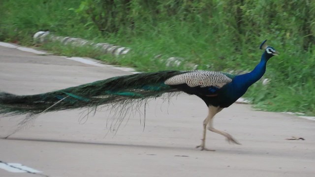 Indian Peafowl - ML638754490