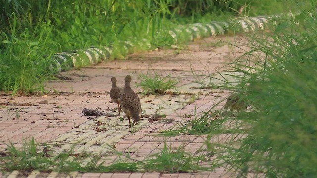 Gray Francolin - ML638754503