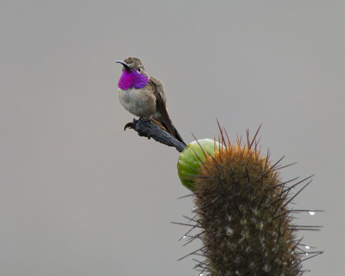 Oasis Hummingbird - ML638754510