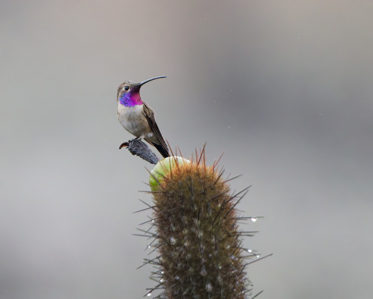 Oasis Hummingbird - ML638754512