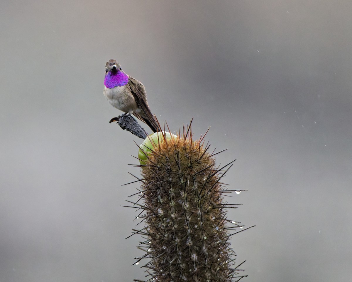 Oasis Hummingbird - ML638754513