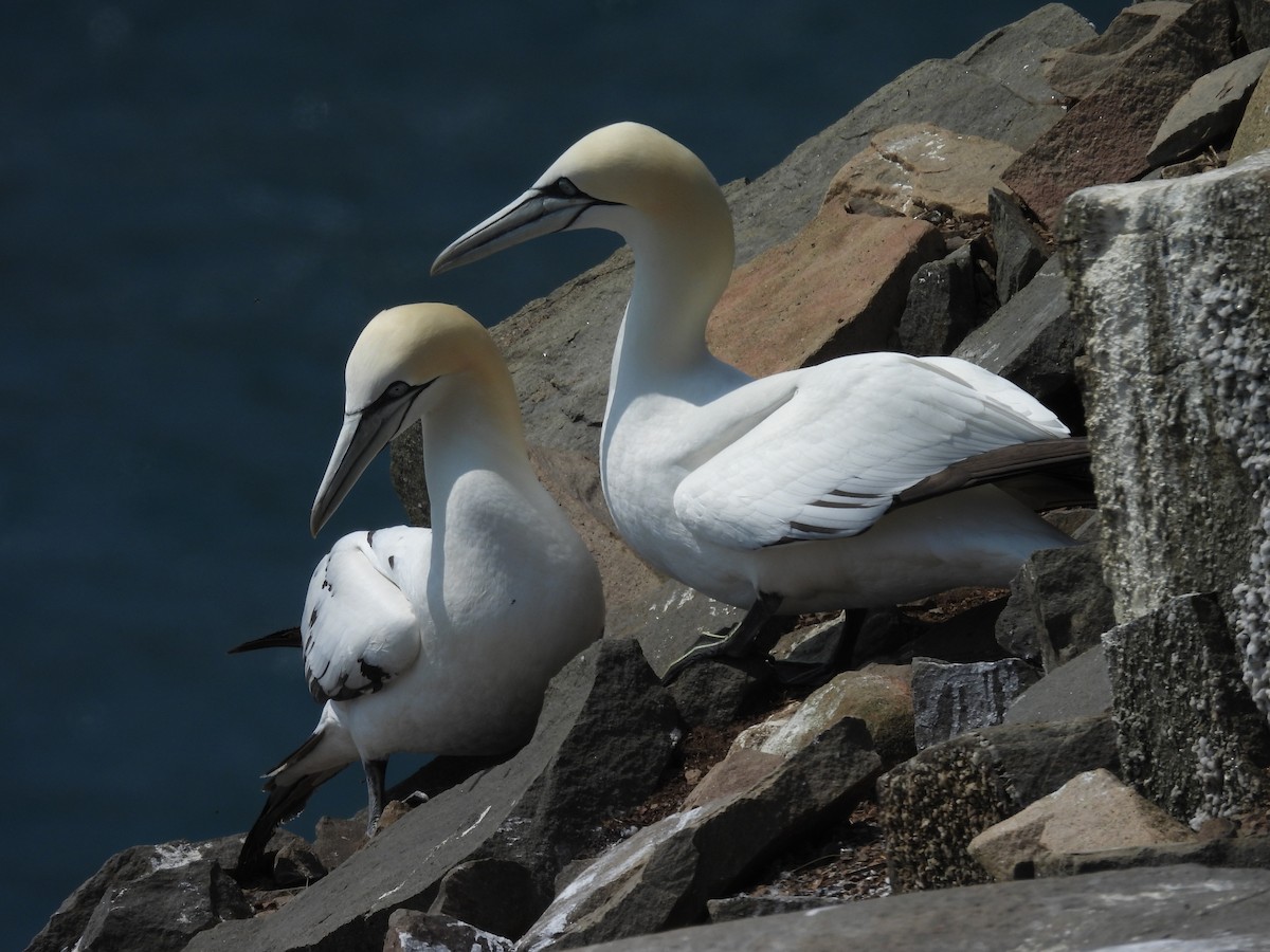 Northern Gannet - ML638754531