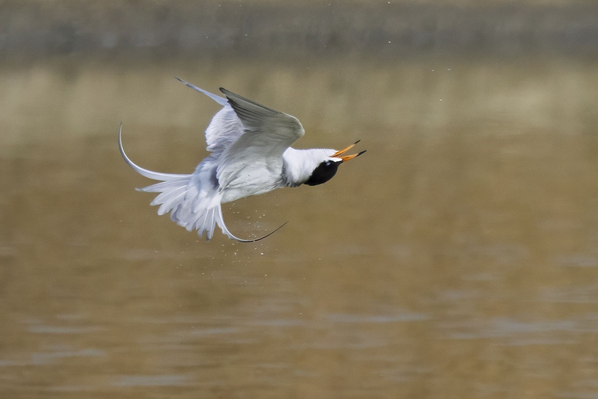 Forster's Tern - ML638754550