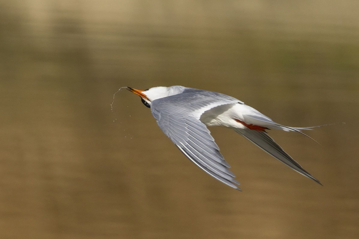 Forster's Tern - ML638754551