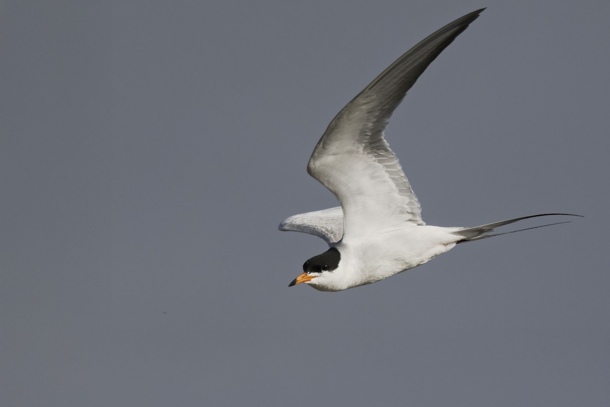 Forster's Tern - ML638754552