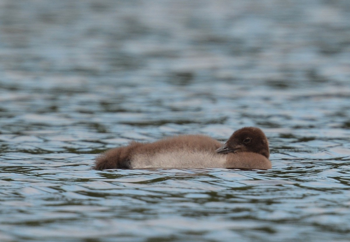 Common Loon - ML638754594