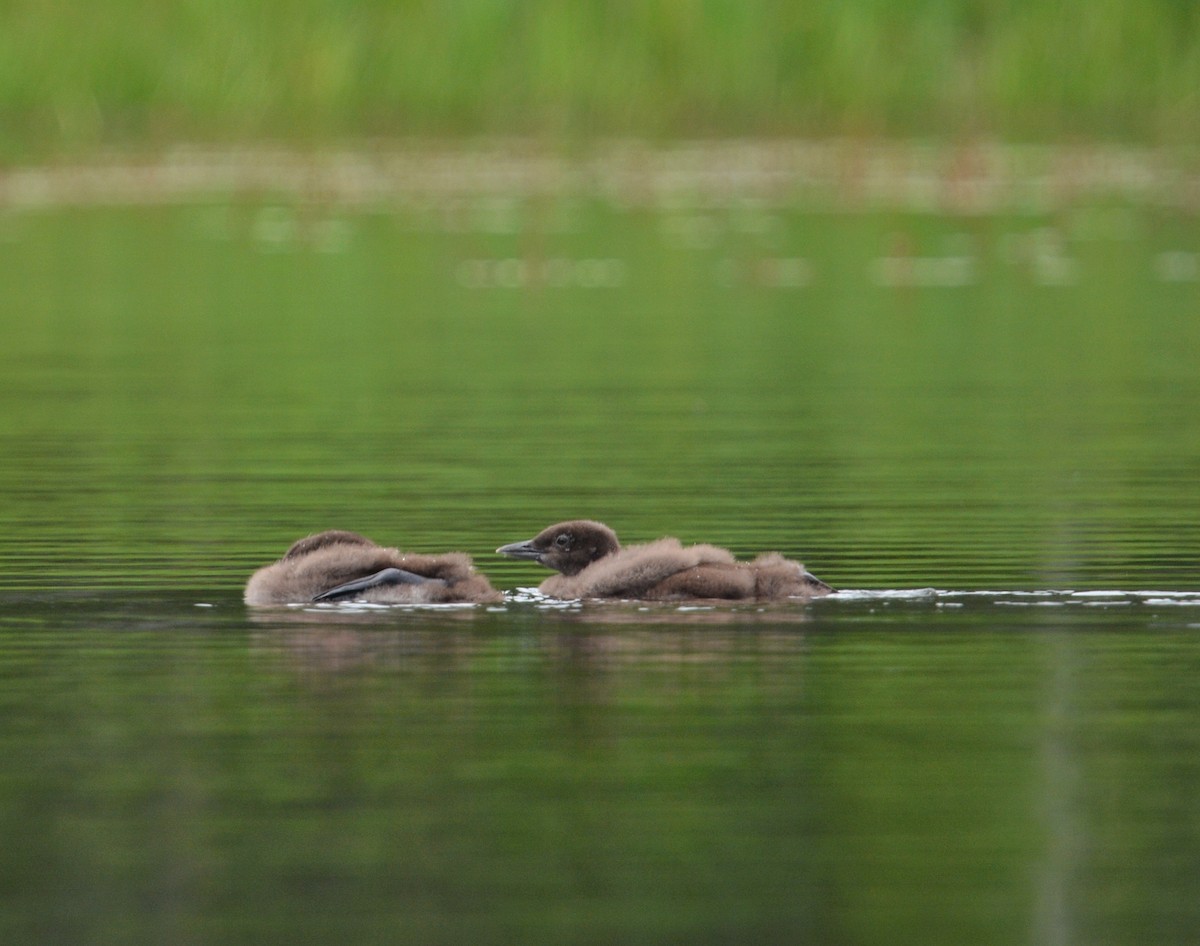 Common Loon - ML638754598