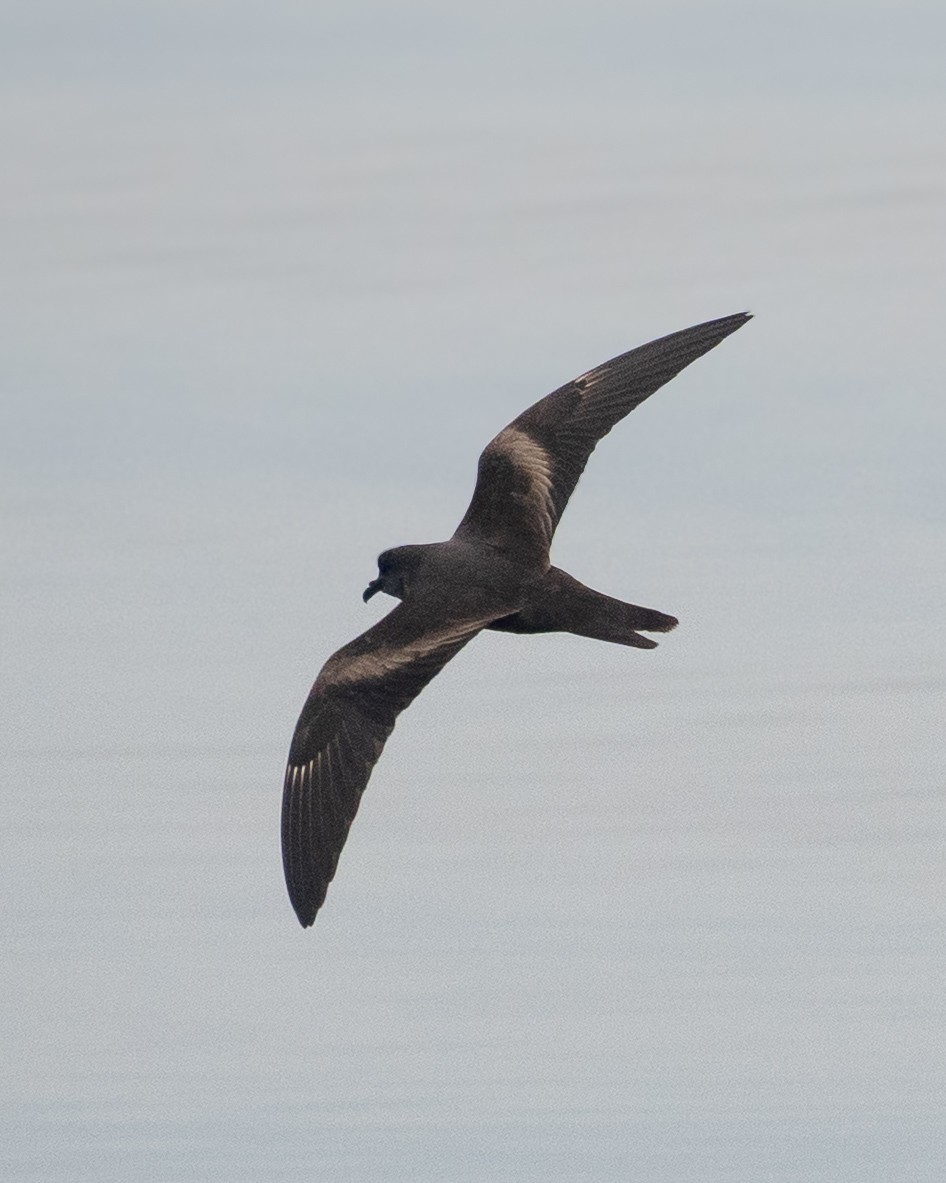 Markham's Storm-Petrel - ML638754606