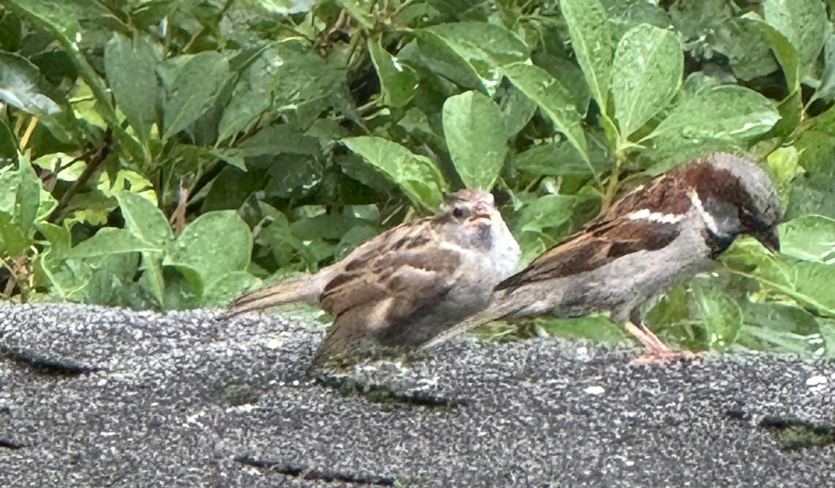 Moineau domestique - ML638754608