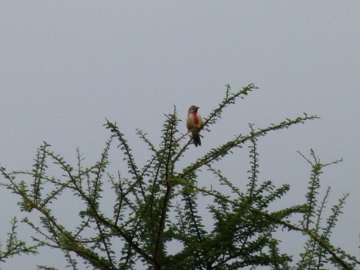Rosy-patched Bushshrike - ML638754612