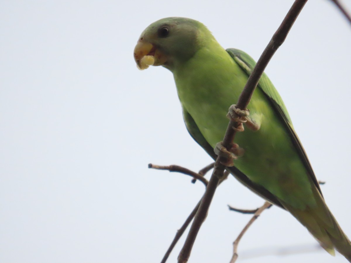 コセイインコ - ML638754614