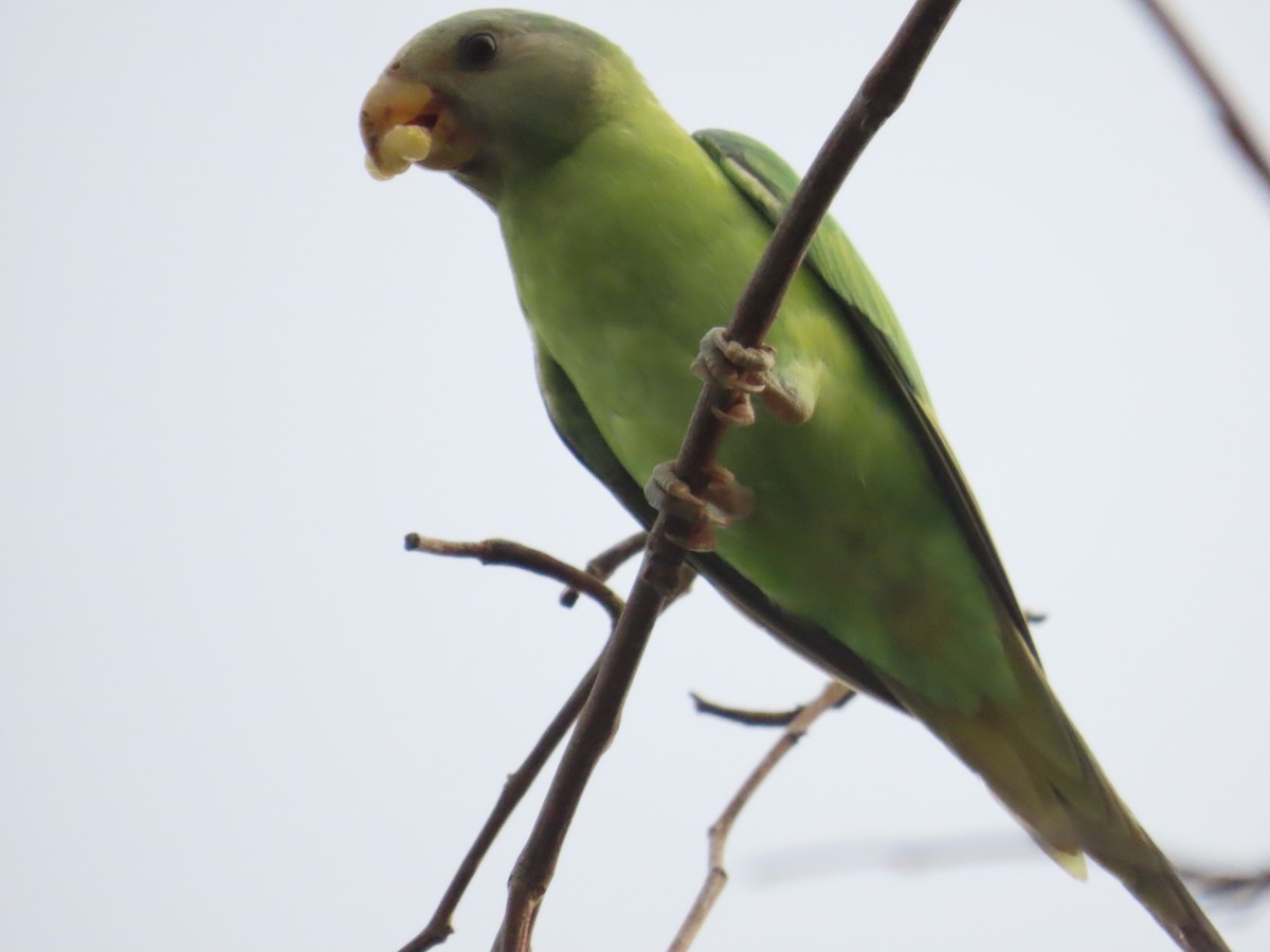 コセイインコ - ML638754615