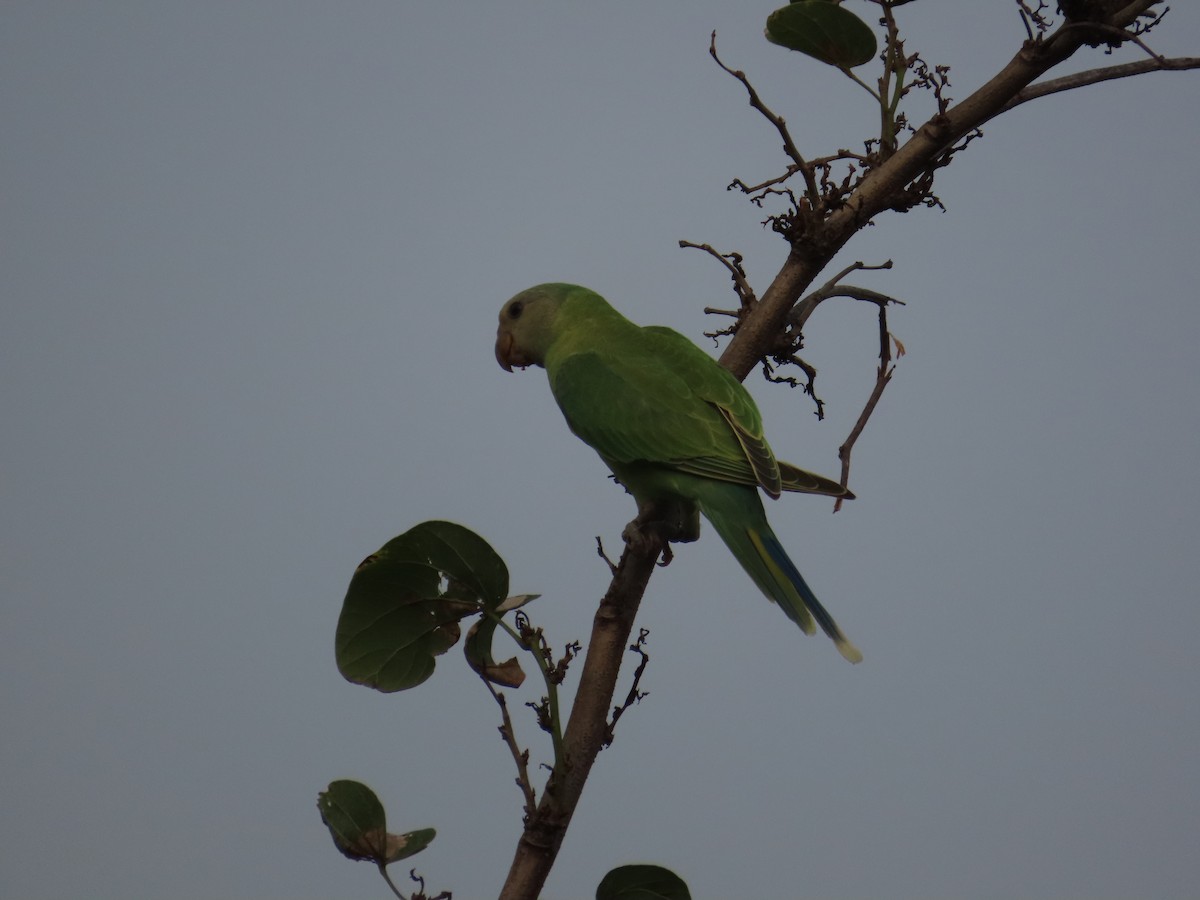 コセイインコ - ML638754617