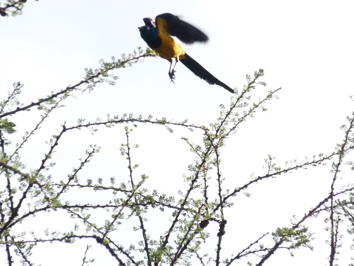 Golden-breasted Starling - ML638754672