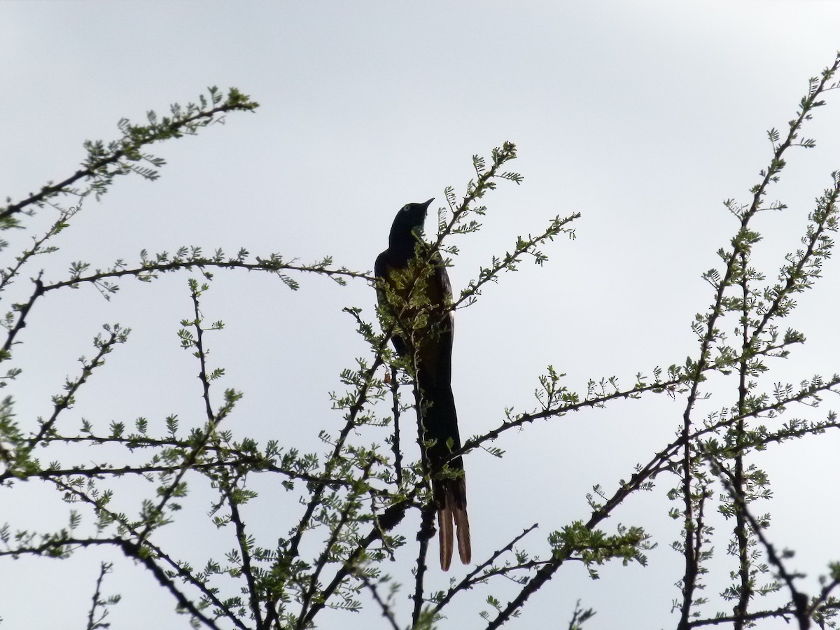 Golden-breasted Starling - ML638754673