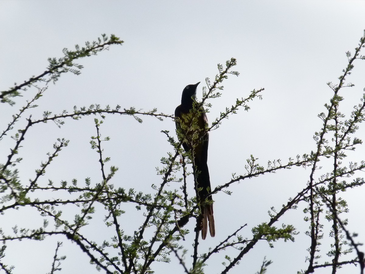 Golden-breasted Starling - ML638754675