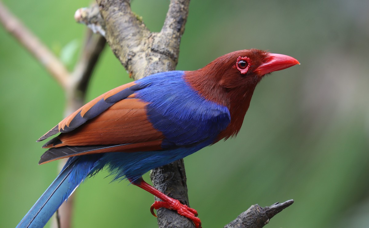 Sri Lanka Blue-Magpie - ML638754689