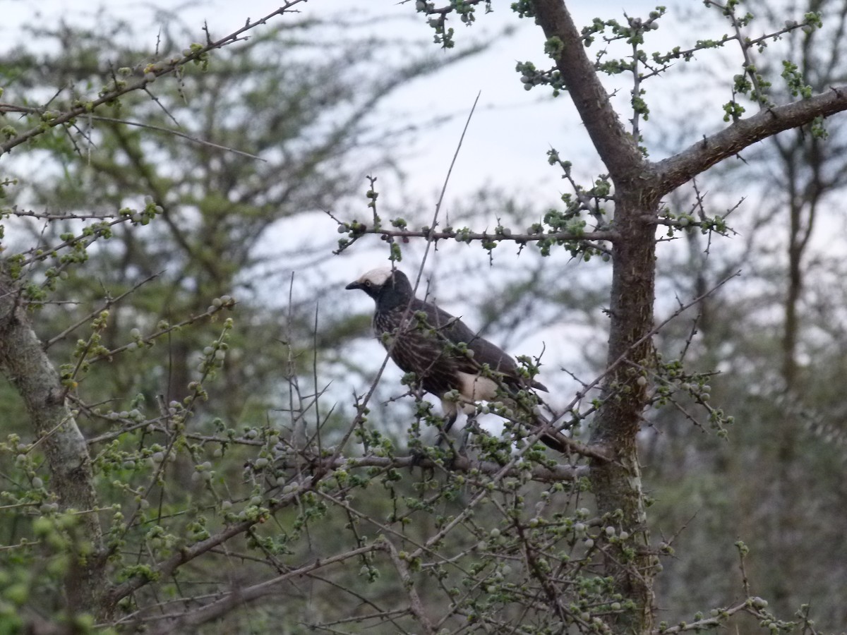 White-crowned Starling - ML638754714