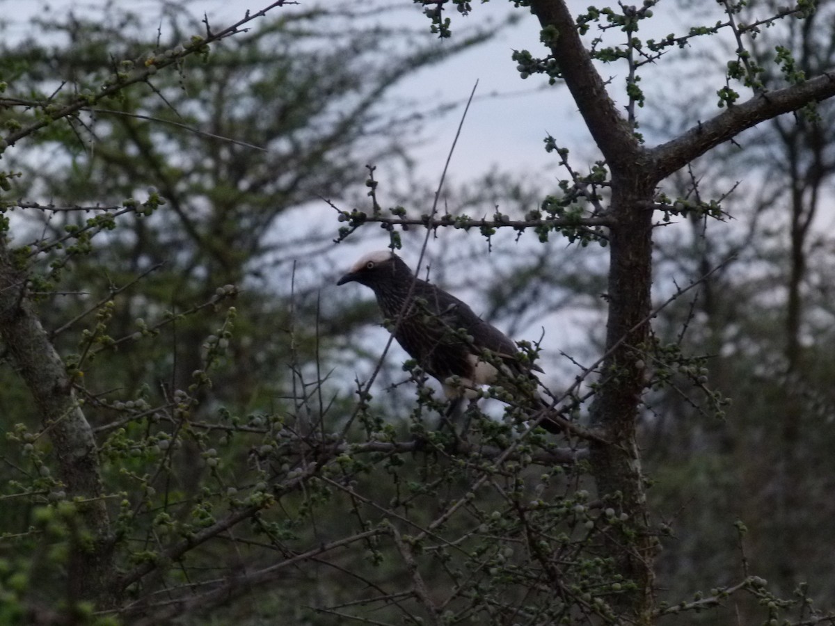 White-crowned Starling - ML638754715