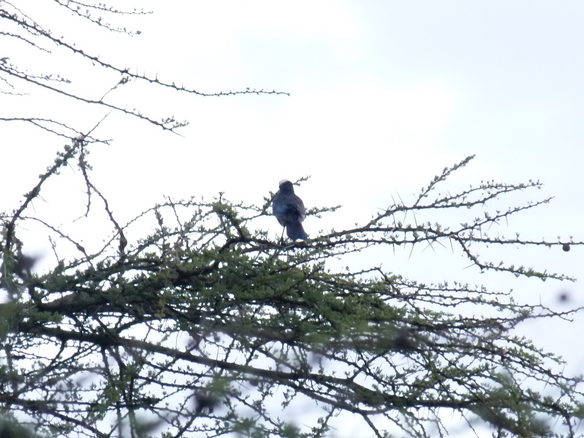 White-crowned Starling - ML638754716