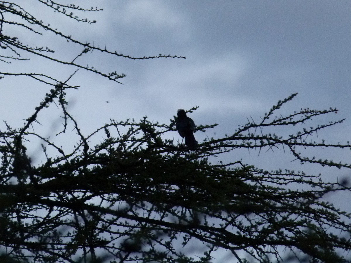 White-crowned Starling - ML638754717