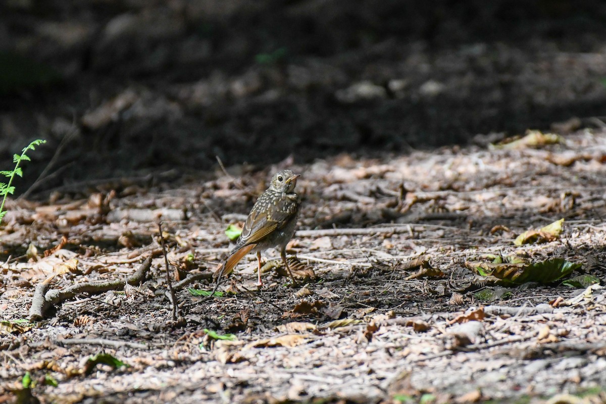 Hermit Thrush - ML638754726