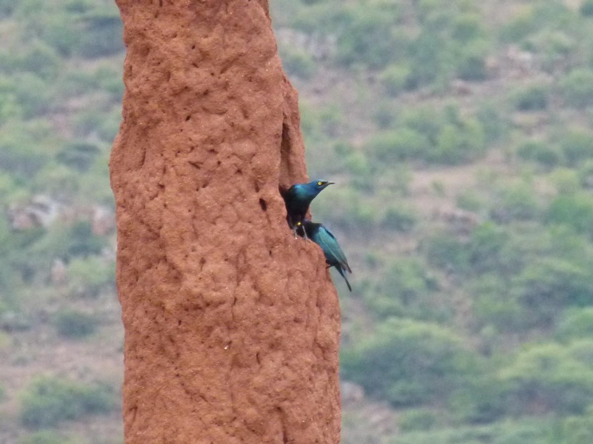 Greater Blue-eared Starling - ML638754728
