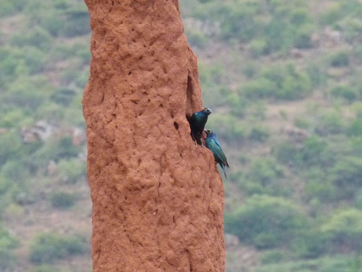 Greater Blue-eared Starling - ML638754729