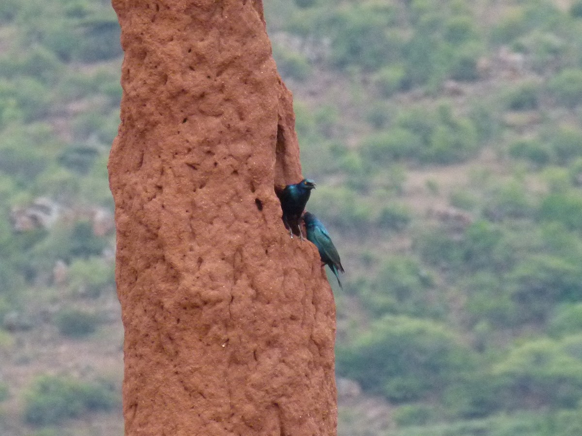 Greater Blue-eared Starling - ML638754730