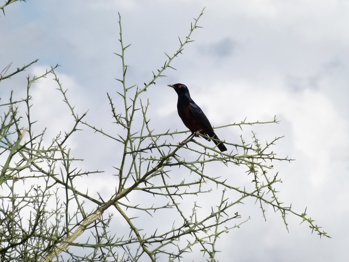 Greater Blue-eared Starling - ML638754731