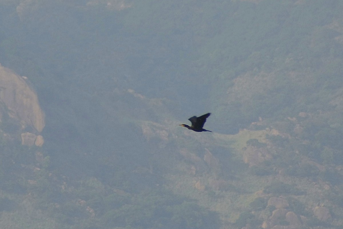 Great Cormorant - ML638754782