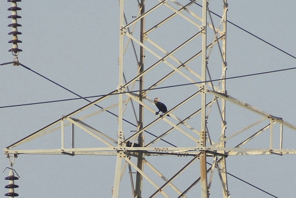 Great Cormorant - ML638754783