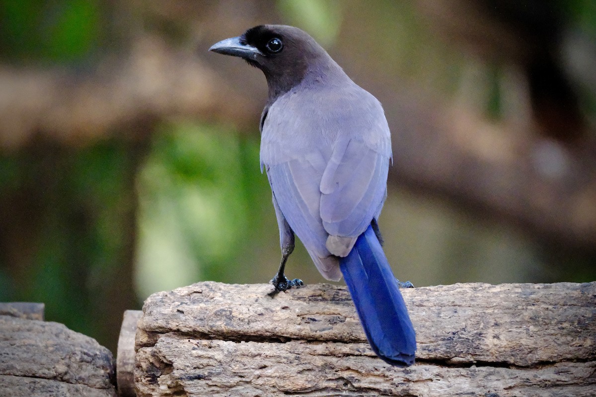 Purplish Jay - ML638754784