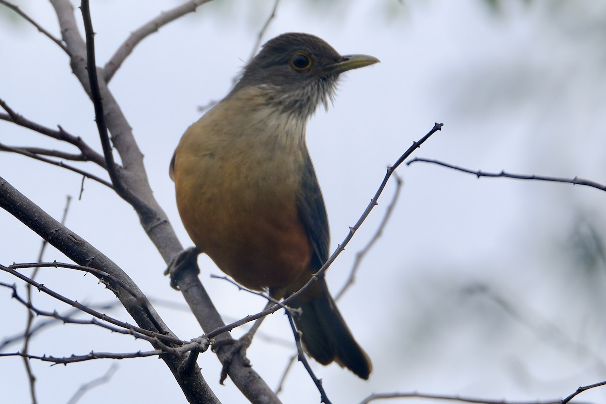 Rufous-bellied Thrush - ML638754793