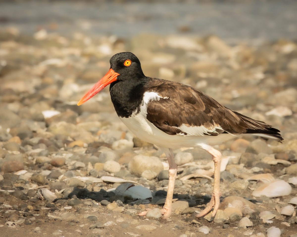 American Oystercatcher - ML638754809