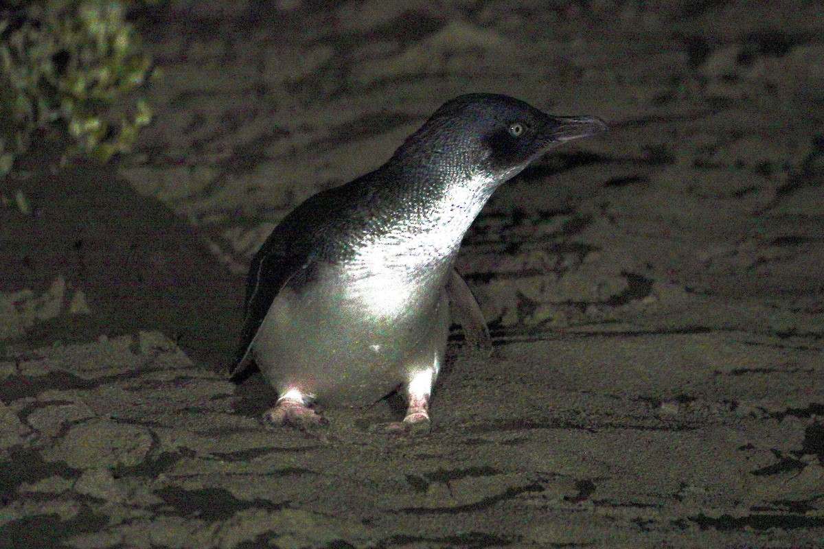 Little Penguin - ML638754829