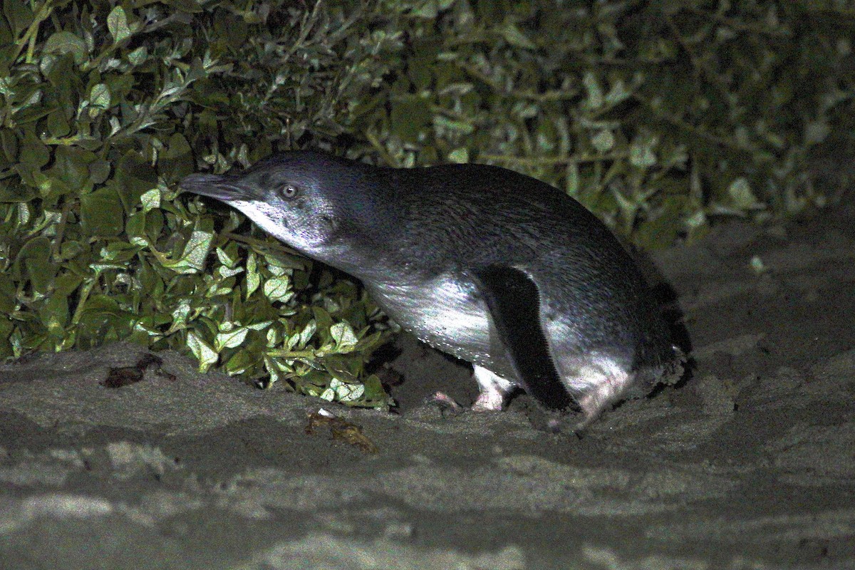 Little Penguin - ML638754830