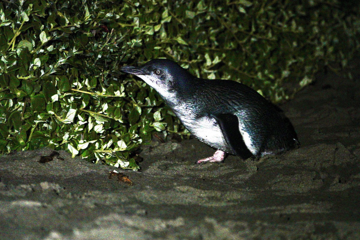 Little Penguin - ML638754831