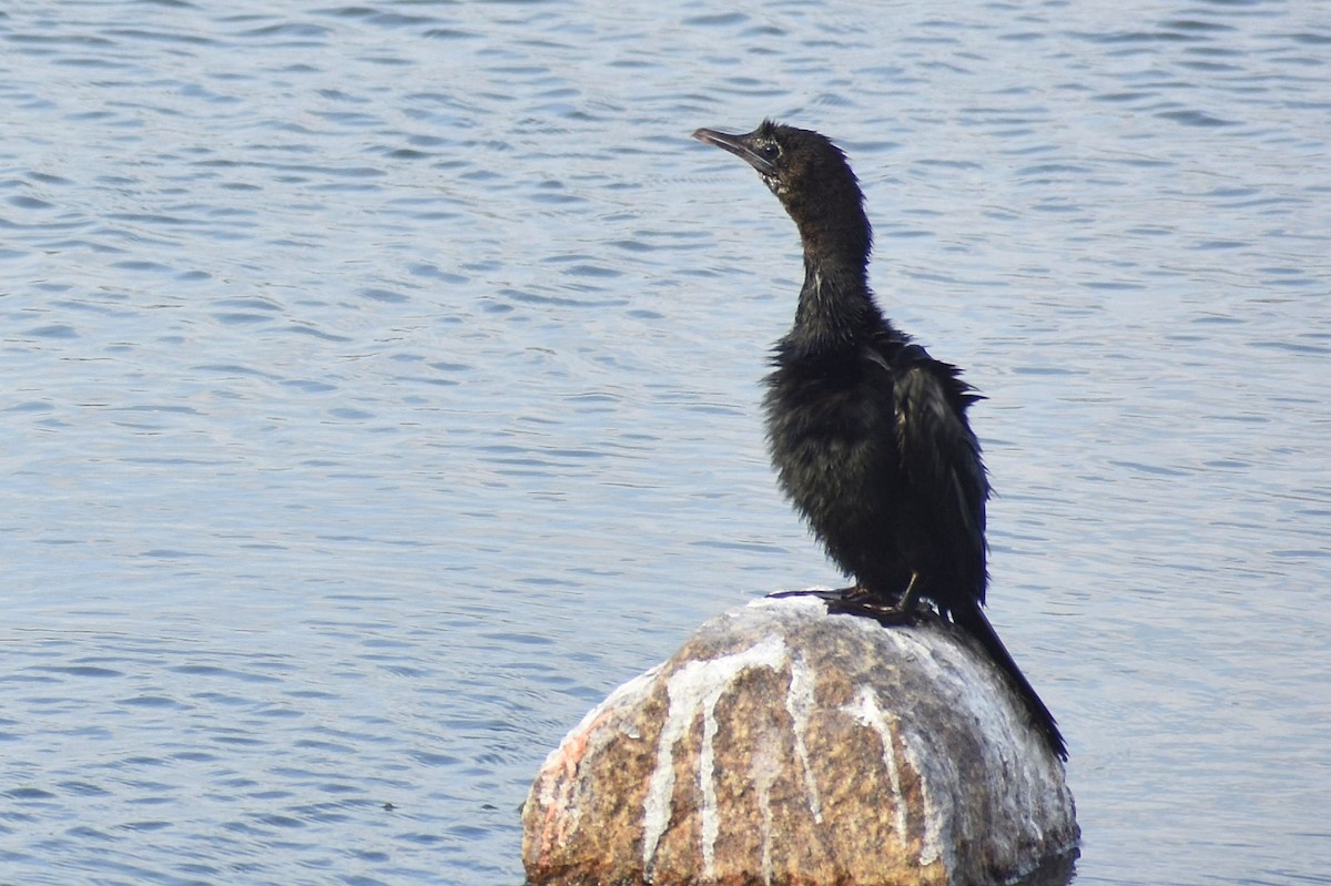 Little Cormorant - ML638754872