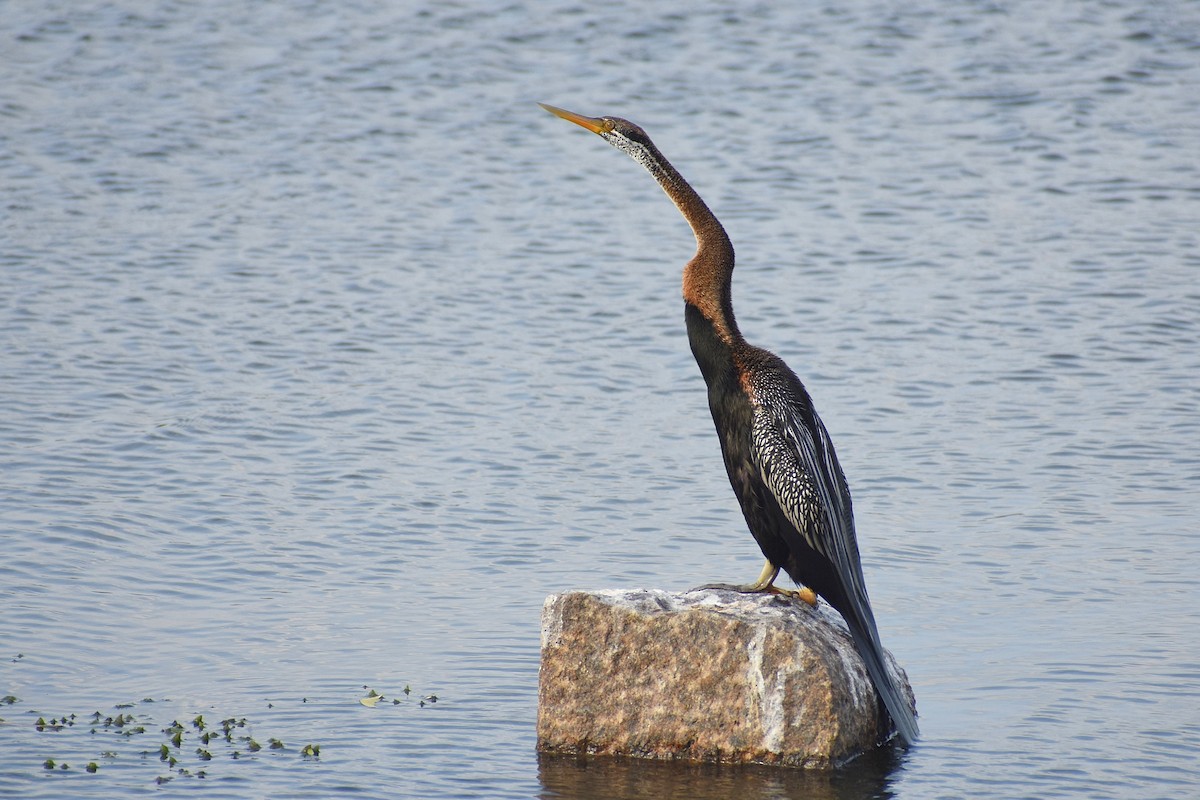 Oriental Darter - ML638754882