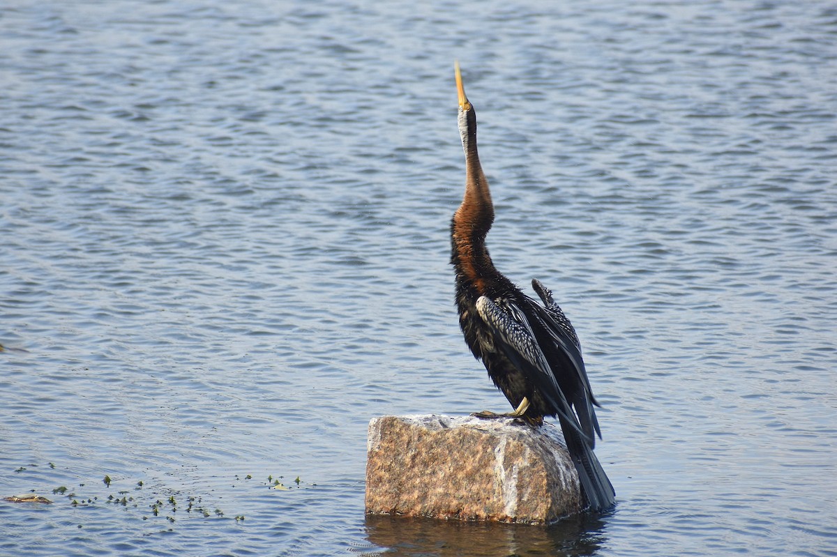 Oriental Darter - ML638754883