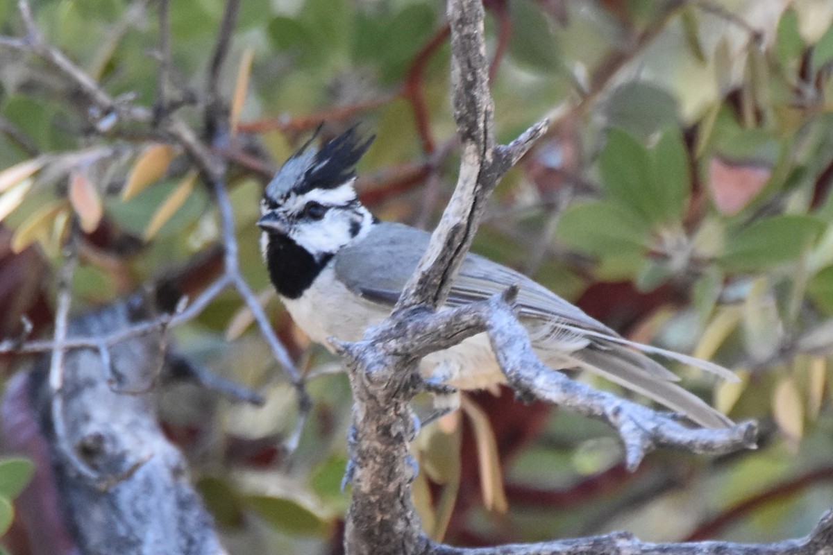 Bridled Titmouse - ML638754889