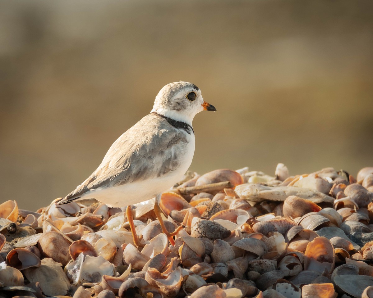 Piping Plover - ML638754894